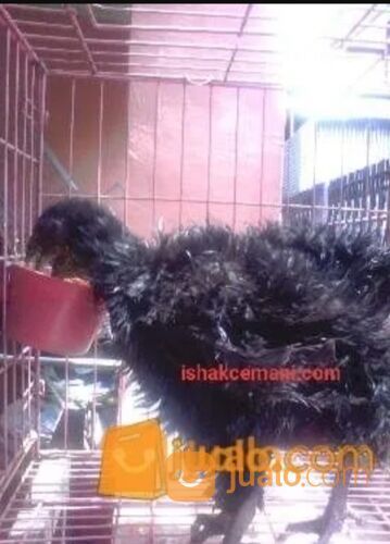 Ayam Cemani Walik Murah Mantap Usia 3 Bulan !!! Wajib Baca Diskripsi