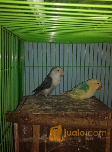 Love Bird Pied Sable X Mouve Sable Jodoh Di Kota Semarang Jawa Tengah Jualo Com