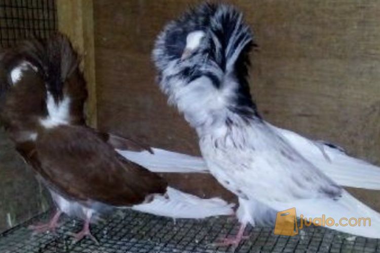 Merpati Hias Jacobin Remaja Trah Import Kota Bandung Bandung Jualo