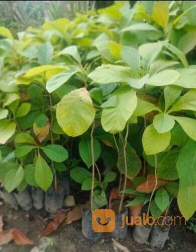 Bibit Jati Super Tinggi 1 Meter