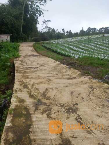 Tanah kosong alami kompleks wisata strawberry Pratin Karangreja Purbalingga