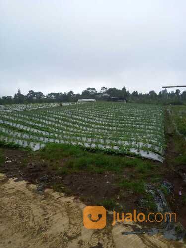 Tanah kosong alami kompleks wisata strawberry Pratin Karangreja Purbalingga
