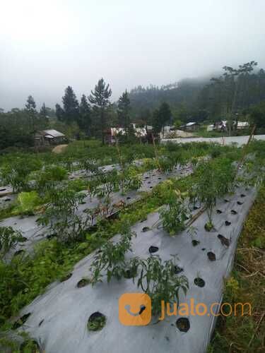 Tanah kosong alami kompleks wisata strawberry Pratin Karangreja Purbalingga
