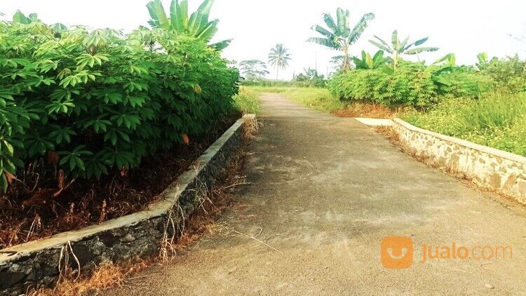Tanah Cibungbulang Murah 165 Jt Dekat Kolam Renang Sindang Gendis