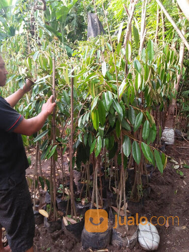 Bibit Durian Terdekat Kabupaten Ponorogo | Hub 081249470015