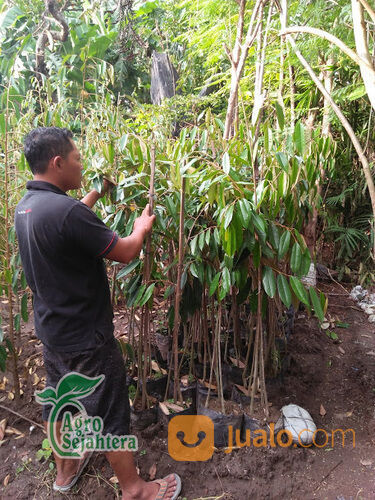 Bibit Durian Terdekat Kabupaten Ponorogo | Hub 081249470015