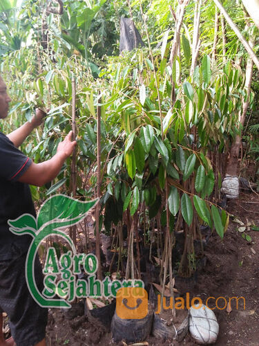 Bibit Durian Terdekat Kabupaten Ponorogo | Hub 081249470015