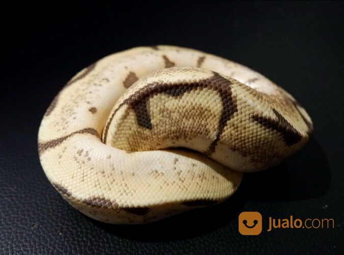 Ular Ball Python Male Vanilla Spider Poss Orange Dream MDS002