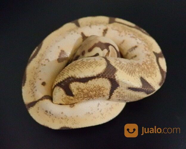 Ular Ball Python Male Vanilla Spider Poss Orange Dream MDS002