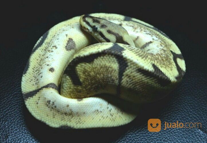 Ular Ball Python Male Vanilla Spider Poss Orange Dream MDS002