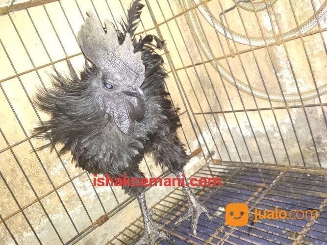 Super Obral Ayam Cemani Walik Gratis Betina !!! Baca Diskripsi Dulu Ya Nyet