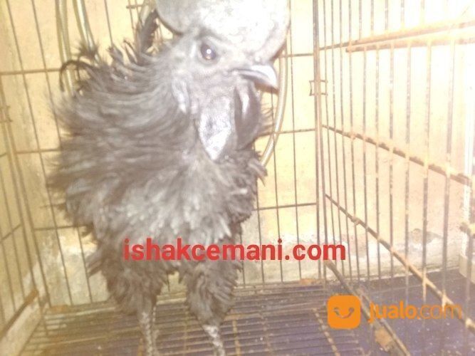 Super Obral Ayam Cemani Walik Gratis Betina !!! Baca Diskripsi Dulu Ya Nyet