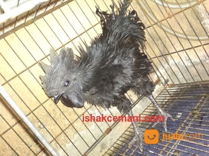 Super Obral Ayam Cemani Walik Gratis Betina !!! Baca Diskripsi Dulu Ya Nyet