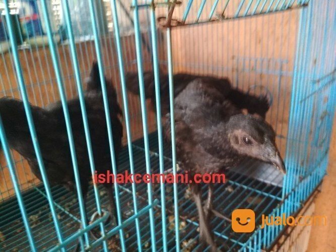 Ayam Cemani 3 Bulan Murah !!! Baca Diskripsi Wajib Nyet
