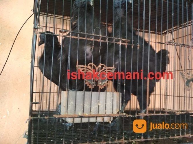 Ayam Cemani 3 Bulan Murah !!! Baca Diskripsi Wajib Nyet