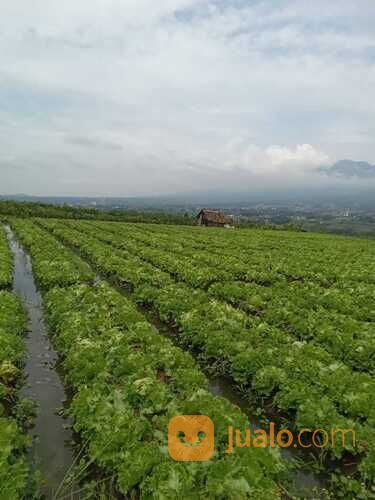 Sayur Segar Head Lettuce ( Selada Iceberg )