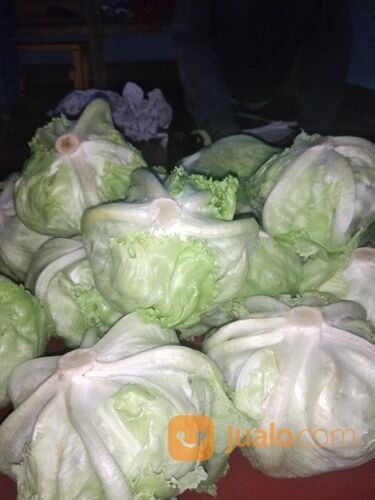 Sayur Segar Head Lettuce ( Selada Iceberg )