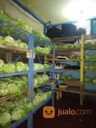Sayur Segar Head Lettuce ( Selada Iceberg )