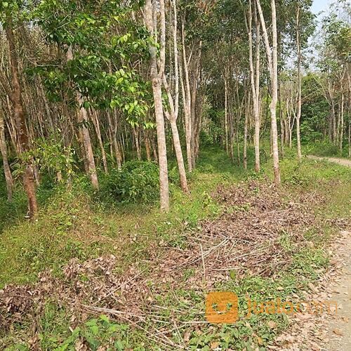 Kavling tanah desa Margajaya kecamatan Cimarga daerah Lebak Banten
