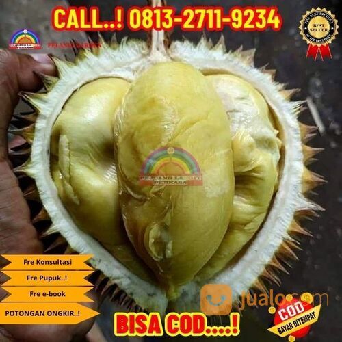 OPEN RESELLER ! H.Tovix CALL: 0813-2711-9234 Bibit Durian Serumbut