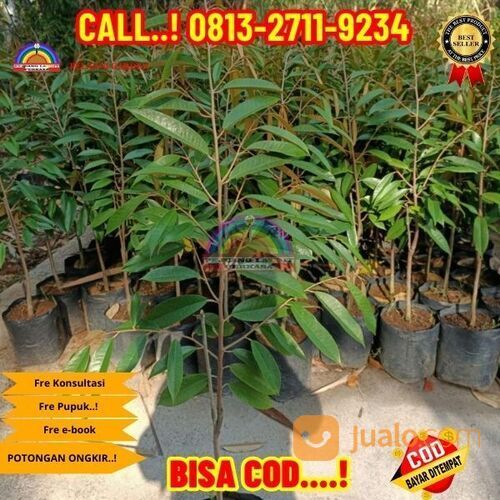 OPEN RESELLER ! H.Tovix CALL: 0813-2711-9234 Bibit Durian Serumbut