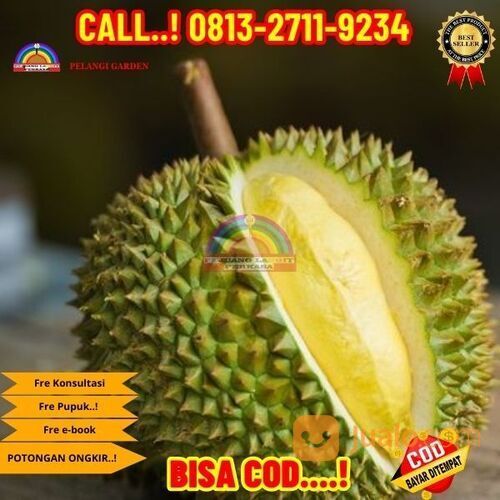 OPEN RESELLER ! H.Tovix CALL: 0813-2711-9234 Bibit Durian Serumbut