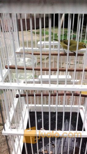 2 Pleci Dakun Merapi Bisa Barter Bt Tt Jakarta Selatan Jualo