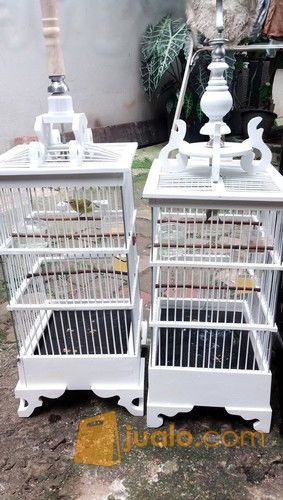 27+ Harga burung pleci dakun merapi terbaru