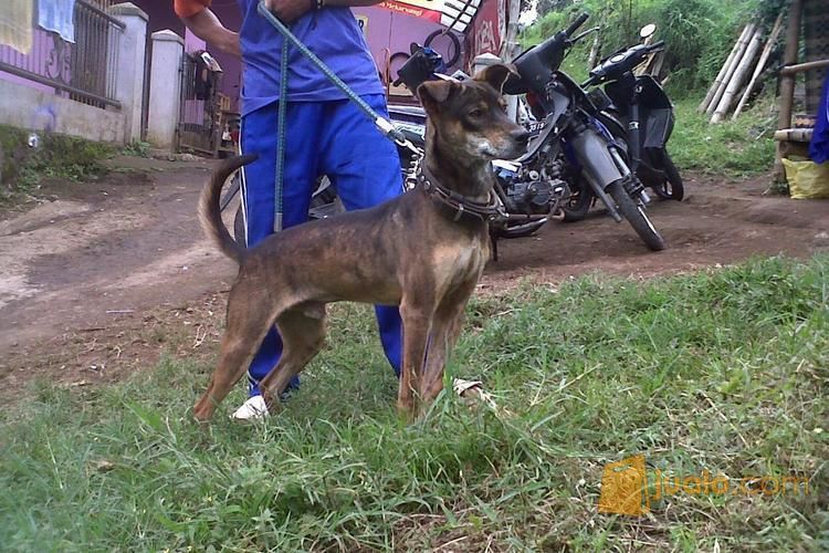 Anjing Silangan Pitbul Kampung Kab Bandung Barat Jualo