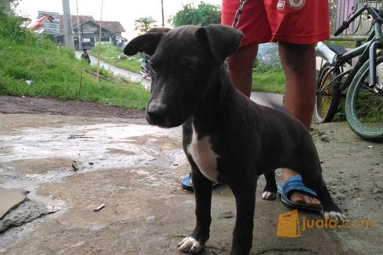 Silangan Terrier Kampung Kab Bandung Barat Jualo