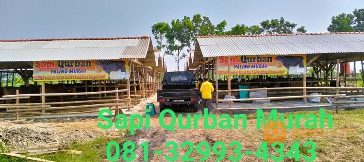 MURAH!!081-32993-4343, Harga Sapi Qurban Karanganyar,