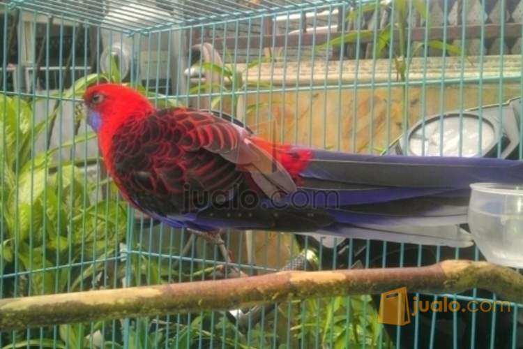 10++ Burung hias paruh bengkok terbaru