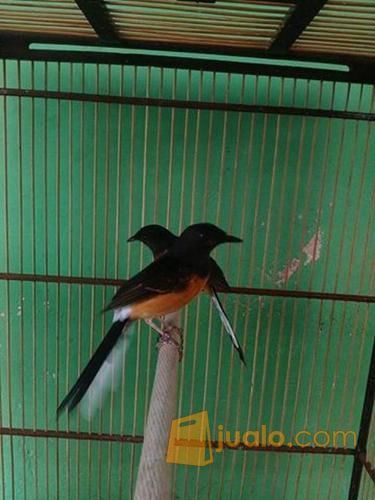  jual  anakan burung  murai batu medan jenis super bahorok 