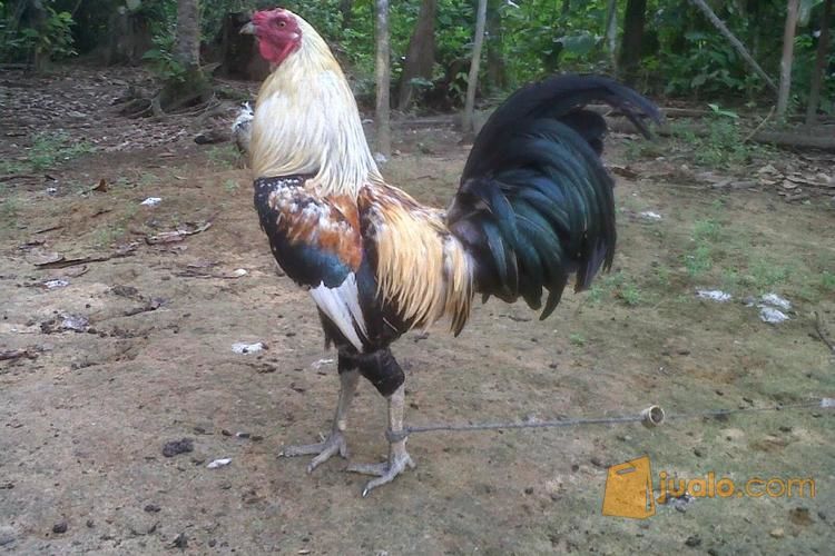  Ayam  aduan  Import Filipin asli LGBA Kab Tana Toraja Jualo