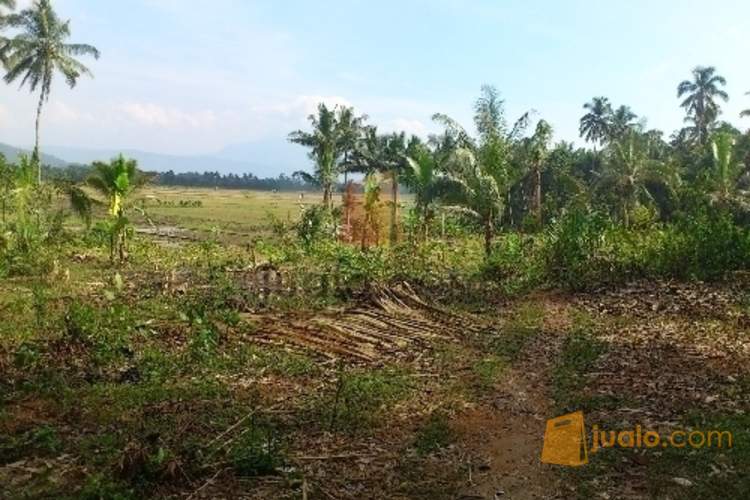 TANAH 6765 m2 Jl Salatiga Muncul Untuk Kebun Perumahan TANAH 6765 m2 Jl Salatiga Muncul Untuk Kebun Perumahan