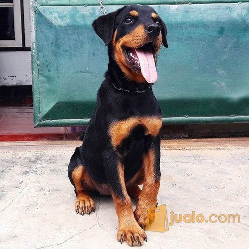 15+ Anjing rottweiler betina info