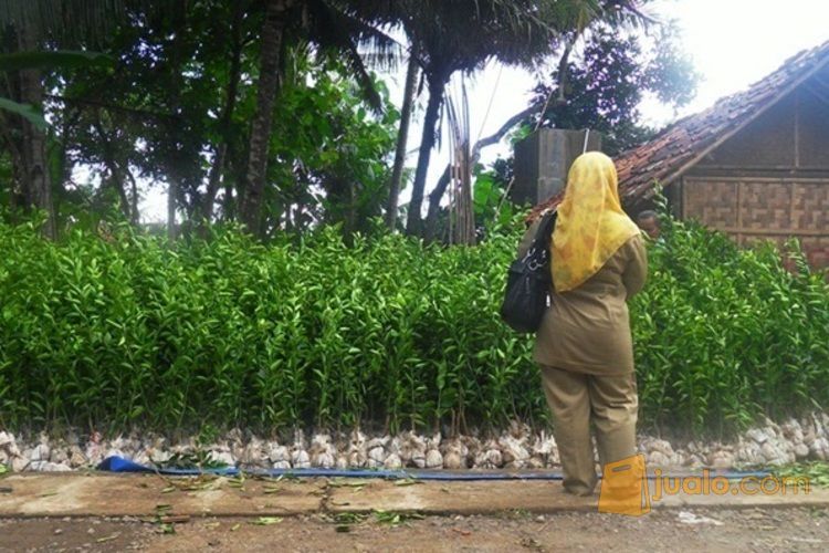 Bibit Unggul Jeruk Nipis Berkualitas Siap Antar Ke Medan, Kediri, Sumatera, Kalimantan