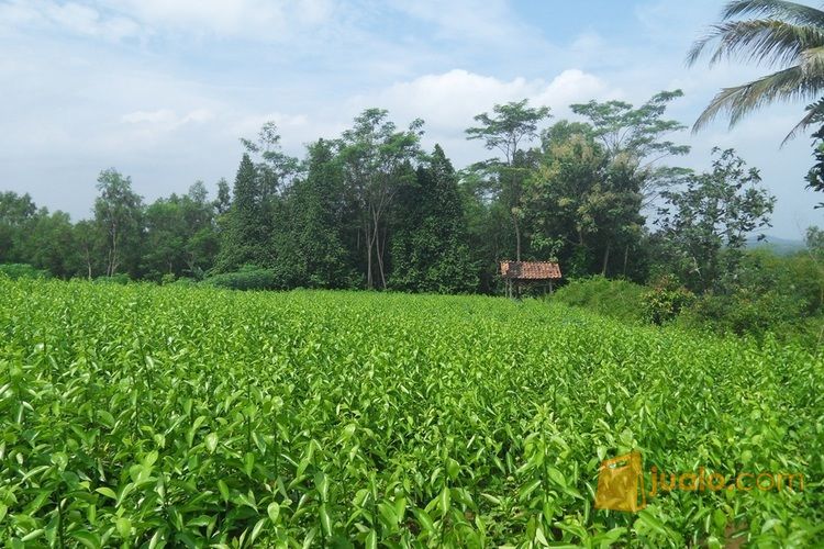 Bibit Unggul Jeruk Nipis Berkualitas Siap Antar Ke Medan, Kediri, Sumatera, Kalimantan