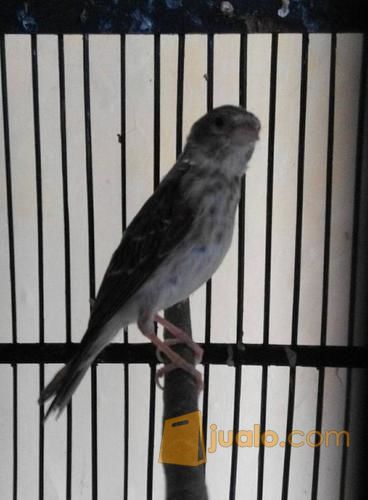 Burung Blacktroat Sanger Mozang Mozambik Betina Lokal Sdh