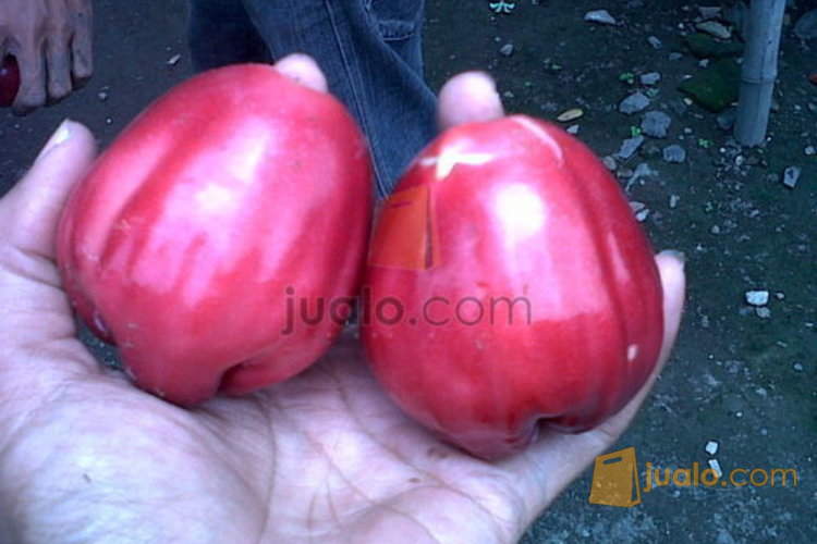 jual bibit tanaman buah | Surabaya | Jualo