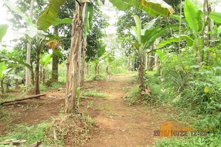 Dijual Tanah Kebun Di Ciapus Bogor Kab Bogor Jualo