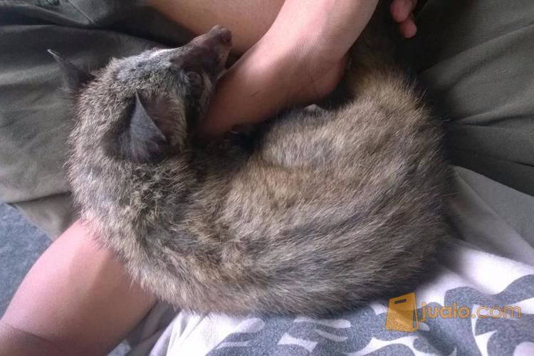 37+ Hewan musang jinak update 