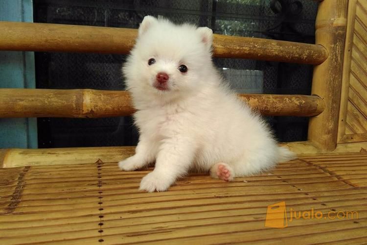 30+ Gambar anjing warna putih info