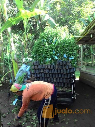 Bibit Jeruk Dekopon Introduksi Jepang | Harga Bibit Jeruk Dekopon | Jeruk Dekopon Ciwidey
