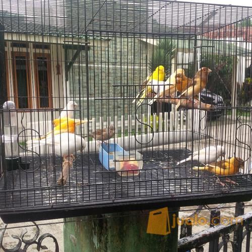 Perawatan Kandang Kenari
