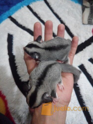 sugar glider joey