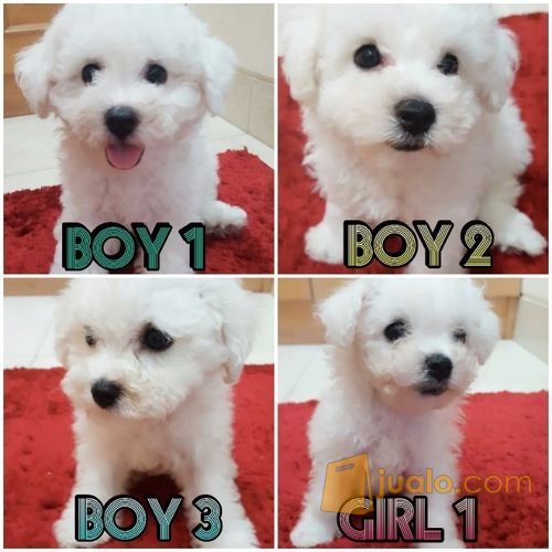 33+ Harga anjing bichon havanais release