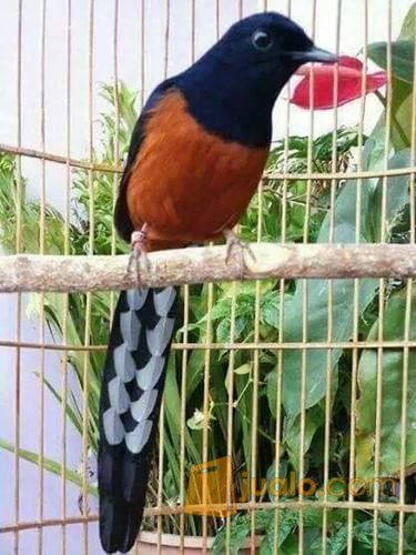 Jual Murai Medan Balak 8 Asli Gacor Jakarta Pusat Jualo