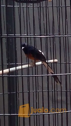 Murai Medan Muda Hutan Bekasi Jualo