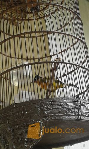 Kutilang Emas Jantan Rajin Bunyi Kab Tangerang Jualo